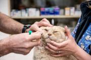 Veterinární oftalmologie na klinice NISA
